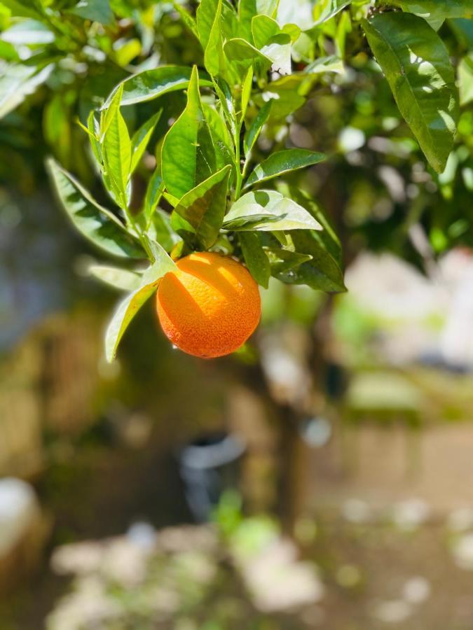 Il Giardino Di Iole Via Giovanni Amendola N36 Bed and Breakfast Sassari Exteriör bild